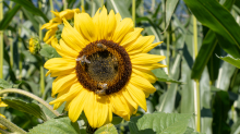 Sonnenblume / Aldrans, Tirol, Österreich