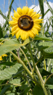 Sonnenblume / Aldrans, Tirol, Österreich