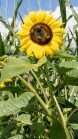 Sonnenblume / Aldrans, Tirol, Österreich