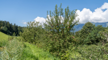 Apfelbaum / Aldrans, Tirol, Österreich