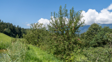 Apfelbaum / Aldrans, Tirol, Österreich