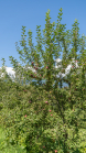 Apfelbaum / Aldrans, Tirol, Österreich