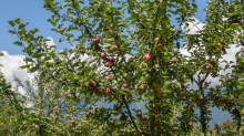 Apfelbaum / Aldrans, Tirol, Österreich