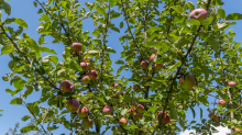 Apfelbaum / Aldrans, Tirol, Österreich