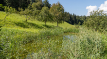 Teich in Aldrans, Tirol, Österreich