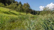 Teich in Aldrans, Tirol, Österreich
