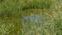 Teich in Aldrans, Tirol, Österreich