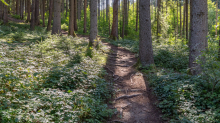 Downhill-Trail / Paschberg, Lans, Innsbruck, Tirol, Österreich