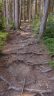 Downhill-Trail / Paschberg, Lans, Innsbruck, Tirol, Österreich