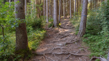 Downhill-Trail / Paschberg, Lans, Innsbruck, Tirol, Österreich