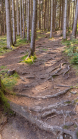 Downhill-Trail / Paschberg, Lans, Innsbruck, Tirol, Österreich