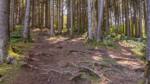 Downhill-Trail / Paschberg, Lans, Innsbruck, Tirol, Österreich