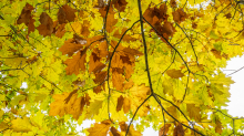 Eichenblätter im Herbst / Igls, Innsbruck, Tirol, Österreich