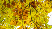 Eichenblätter im Herbst / Igls, Innsbruck, Tirol, Österreich