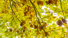 Eichenblätter im Herbst / Igls, Innsbruck, Tirol, Österreich