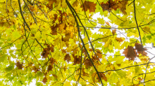 Eichenblätter im Herbst / Igls, Innsbruck, Tirol, Österreich