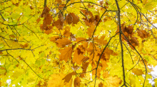 Eichenblätter im Herbst / Igls, Innsbruck, Tirol, Österreich