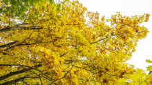Eichenblätter im Herbst / Igls, Innsbruck, Tirol, Österreich