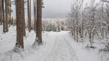 Wanderweg im Ullwald, Igls, Innsbruck, Tirol, Österreich