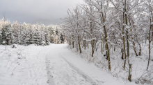 Wanderweg im Ullwald, Igls, Innsbruck, Tirol, Österreich