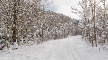 Wanderweg im Ullwald, Igls, Innsbruck, Tirol, Österreich