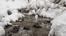 Viller Bach, Ramsbach / Ullwald, Igls, Innsbruck, Tirol, Österreich