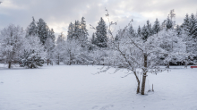 Eberesche im Winter / Kurpark Igls, Innsbruck, Tirol, Österreich