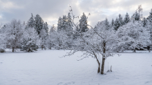 Eberesche im Winter / Kurpark Igls, Innsbruck, Tirol, Österreich