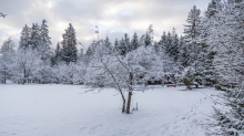 Eberesche im Winter / Kurpark Igls, Innsbruck, Tirol, Österreich