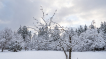 Eberesche im Winter / Kurpark Igls, Innsbruck, Tirol, Österreich