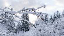 Eberesche im Winter / Kurpark Igls, Innsbruck, Tirol, Österreich