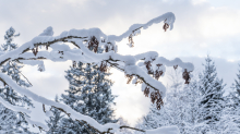 Eberesche im Winter / Kurpark Igls, Innsbruck, Tirol, Österreich