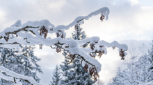 Eberesche im Winter / Kurpark Igls, Innsbruck, Tirol, Österreich