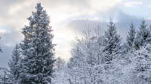 Fichte im Winter / Kurpark Igls, Innsbruck, Tirol, Österreich