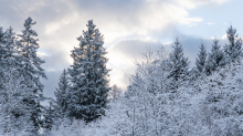 Fichte im Winter / Kurpark Igls, Innsbruck, Tirol, Österreich