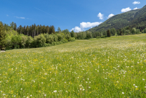 Wildblumenwiese, Blumenwiese