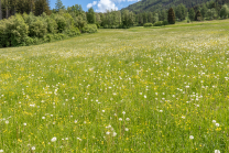 Wildblumenwiese, Blumenwiese