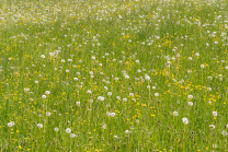 Wildblumenwiese, Blumenwiese