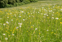 Wildblumenwiese, Blumenwiese