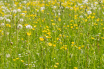 Wildblumenwiese, Blumenwiese