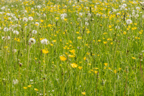 Wildblumenwiese, Blumenwiese