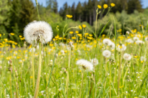 Löwenzahn, Taraxacum