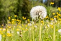 Löwenzahn, Taraxacum