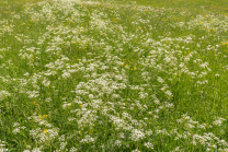 Wiesen-Kerbel, Anthriscus sylvestris