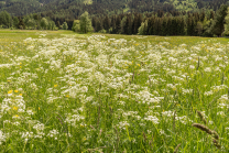 Wiesen-Kerbel, Anthriscus sylvestris