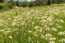 Wiesen-Kerbel, Anthriscus sylvestris