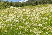 Wiesen-Kerbel, Anthriscus sylvestris