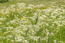 Wiesen-Kerbel, Anthriscus sylvestris