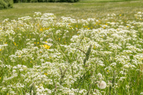 Wiesen-Kerbel, Anthriscus sylvestris