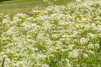 Wiesen-Kerbel, Anthriscus sylvestris